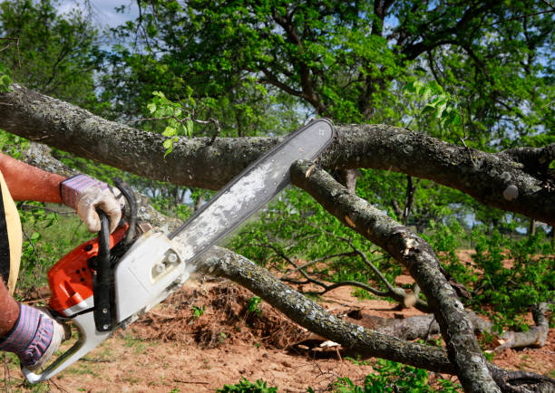 Best Seasonal Cleanup (Spring/Fall)  in Prairie View, TX